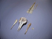 弗氏海豚藏品圖，第2張
